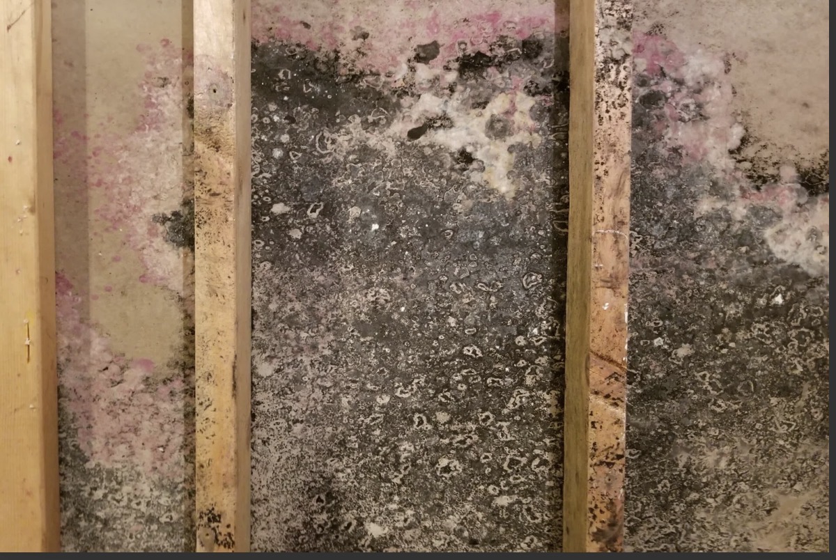 Extensive black and white mould growth on a basement wall behind insulation in an Ontario home